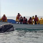 Los mejores lugares en Europa para ver ballenas
